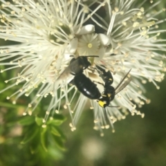 Hylaeus (Gnathoprosopoides) bituberculatus at Acton, ACT - 6 Nov 2019