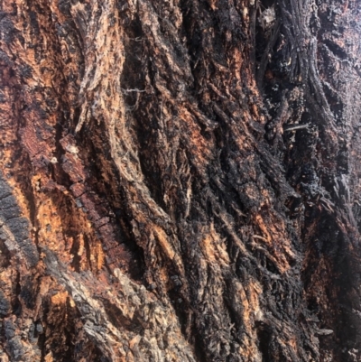 Eucalyptus sideroxylon (Mugga Ironbark) at Weston, ACT - 6 Nov 2019 by Nat
