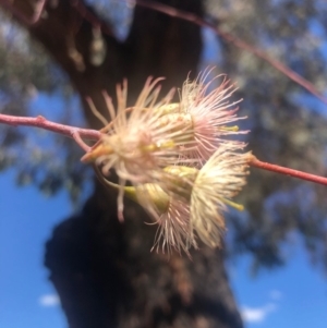 Eucalyptus sideroxylon at Weston, ACT - 6 Nov 2019