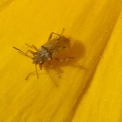 Nysius sp. (genus) (Seed bug) at Isaacs, ACT - 13 Nov 2019 by galah681