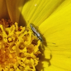 Nysius sp. (genus) at Isaacs, ACT - 13 Nov 2019 01:16 PM