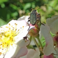 Cleridae sp. (family) at Isaacs, ACT - 13 Nov 2019 11:17 AM