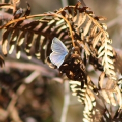 Zizina otis (Common Grass-Blue) at Guerilla Bay, NSW - 13 Nov 2019 by LisaH