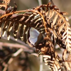 Zizina otis at Guerilla Bay, NSW - 13 Nov 2019