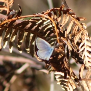 Zizina otis at Guerilla Bay, NSW - 13 Nov 2019