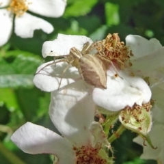 Oxyopes (genus) (Lynx spider) at Isaacs, ACT - 13 Nov 2019 by galah681
