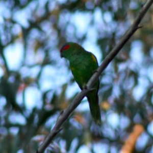 Glossopsitta concinna at Moruya, NSW - suppressed