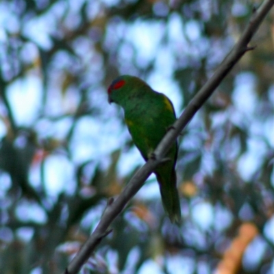 Glossopsitta concinna (Musk Lorikeet) at Broulee Moruya Nature Observation Area - 13 Nov 2019 by LisaH