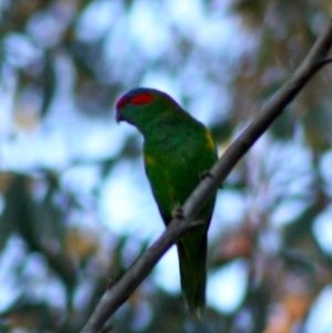 Glossopsitta concinna at Moruya, NSW - 13 Nov 2019