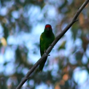 Glossopsitta concinna at Moruya, NSW - 13 Nov 2019