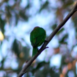 Glossopsitta concinna at Moruya, NSW - suppressed