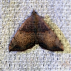 Chrysolarentia mecynata (Mecynata Carpet Moth) at O'Connor, ACT - 30 Oct 2019 by ibaird