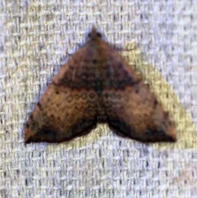 Chrysolarentia mecynata (Mecynata Carpet Moth) at O'Connor, ACT - 30 Oct 2019 by ibaird