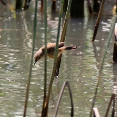 Acrocephalus australis (Australian Reed-Warbler) at Point Hut Hill - 13 Nov 2019 by RodDeb