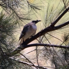 Philemon corniculatus (Noisy Friarbird) at Point Hut to Tharwa - 13 Nov 2019 by RodDeb