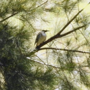 Philemon corniculatus at Tuggeranong DC, ACT - 13 Nov 2019 12:27 PM