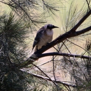 Philemon corniculatus at Tuggeranong DC, ACT - 13 Nov 2019 12:27 PM