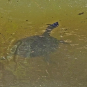 Chelodina longicollis at Tuggeranong DC, ACT - 13 Nov 2019 11:49 AM