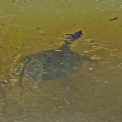 Chelodina longicollis (Eastern Long-necked Turtle) at Point Hut to Tharwa - 13 Nov 2019 by RodDeb
