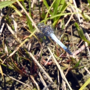 Orthetrum caledonicum at Gordon, ACT - 13 Nov 2019 12:00 PM