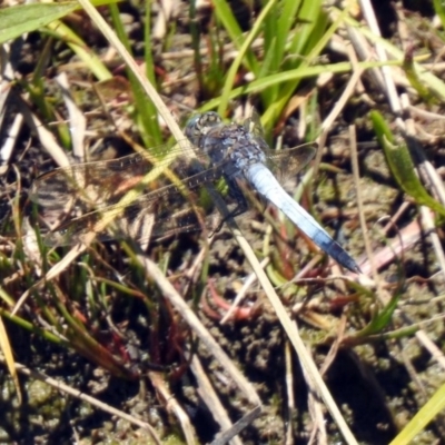 Orthetrum caledonicum (Blue Skimmer) at Point Hut to Tharwa - 13 Nov 2019 by RodDeb