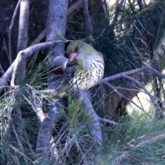 Oriolus sagittatus (Olive-backed Oriole) at Point Hut to Tharwa - 13 Nov 2019 by RodDeb