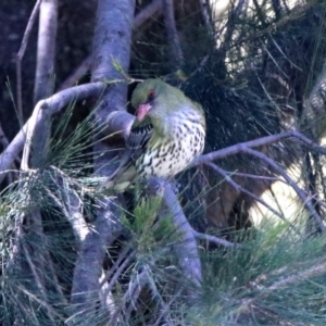 Oriolus sagittatus at Tuggeranong DC, ACT - 13 Nov 2019