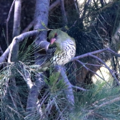 Oriolus sagittatus (Olive-backed Oriole) at Point Hut to Tharwa - 13 Nov 2019 by RodDeb