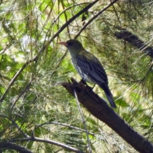 Oriolus sagittatus at Tuggeranong DC, ACT - 13 Nov 2019