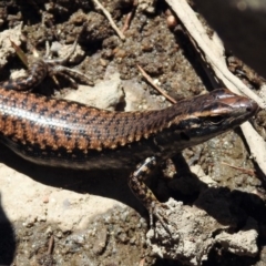 Eulamprus heatwolei (Yellow-bellied Water Skink) at Point Hut to Tharwa - 13 Nov 2019 by RodDeb