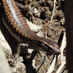 Eulamprus heatwolei at Paddys River, ACT - 13 Nov 2019