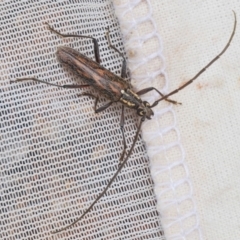 Strongylurus sp. (genus) (Longhorn beetle) at Lake Curalo - 10 Nov 2019 by Harrisi