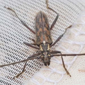 Strongylurus sp. (genus) at Lake Curalo - 10 Nov 2019