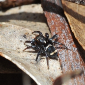 Saitis virgatus at Eden, NSW - 10 Nov 2019 01:38 PM