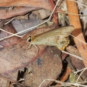 Hypocysta metirius at Eden, NSW - 10 Nov 2019 12:27 PM