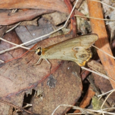 Hypocysta metirius (Brown Ringlet) at Eden, NSW - 10 Nov 2019 by Harrisi