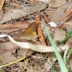 Hypocysta metirius at Eden, NSW - 10 Nov 2019