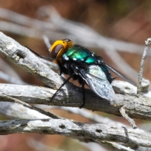 Amenia sp. (genus) at Lake Curalo - 10 Nov 2019 01:17 PM
