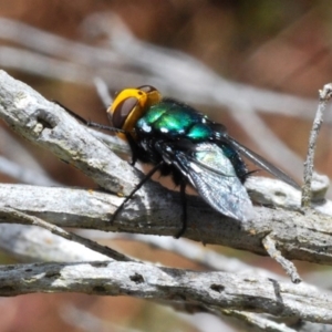 Amenia sp. (genus) at Lake Curalo - 10 Nov 2019