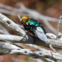 Amenia sp. (genus) (Yellow-headed Blowfly) at Eden, NSW - 10 Nov 2019 by Harrisi