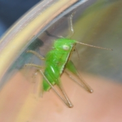 Conocephalus sp. (genus) (A Tussock Katydid) at Lake Curalo - 10 Nov 2019 by Harrisi