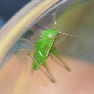 Conocephalus sp. (genus) (A Tussock Katydid) at Eden, NSW - 10 Nov 2019 by Harrisi