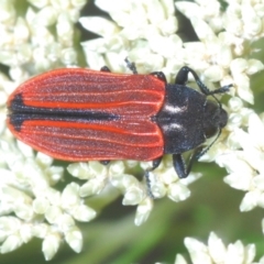 Castiarina erythroptera (Lycid Mimic Jewel Beetle) at Nullica, NSW - 10 Nov 2019 by Harrisi