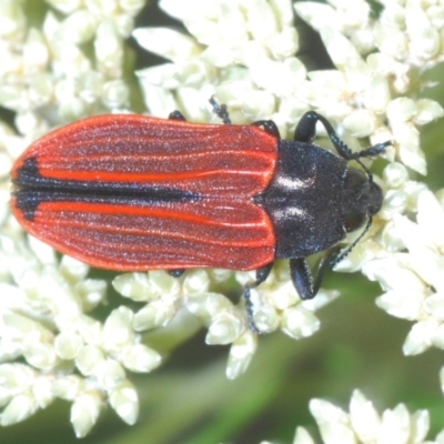 Castiarina erythroptera (Lycid Mimic Jewel Beetle) at Nullica, NSW - 10 Nov 2019 by Harrisi