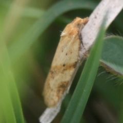 Tortricinae (subfamily) (A tortrix moth) at Lake Curalo - 9 Nov 2019 by FionaG