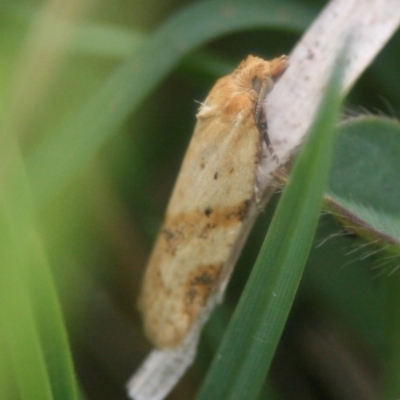 Tortricinae (subfamily) (A tortrix moth) at Eden, NSW - 9 Nov 2019 by FionaG