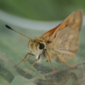 Ocybadistes walkeri at Lake Curalo - 9 Nov 2019