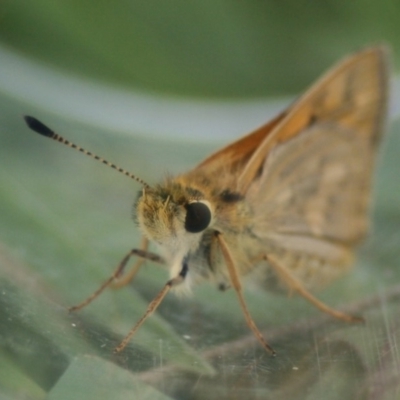 Ocybadistes walkeri (Green Grass-dart) at Lake Curalo - 9 Nov 2019 by FionaG