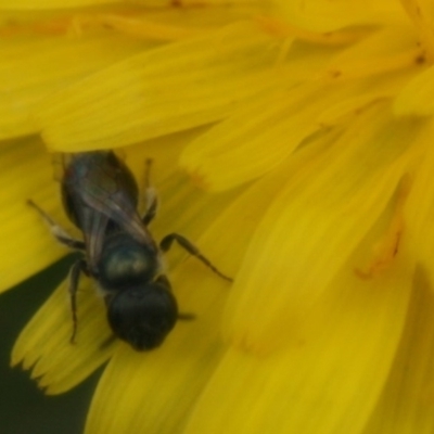 Lasioglossum (Homalictus) sp. (genus & subgenus) (Furrow Bee) at Eden, NSW - 9 Nov 2019 by FionaG