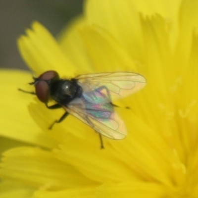 Phasia sp. (genus) (Tachinid fly) at Eden, NSW - 9 Nov 2019 by FionaG